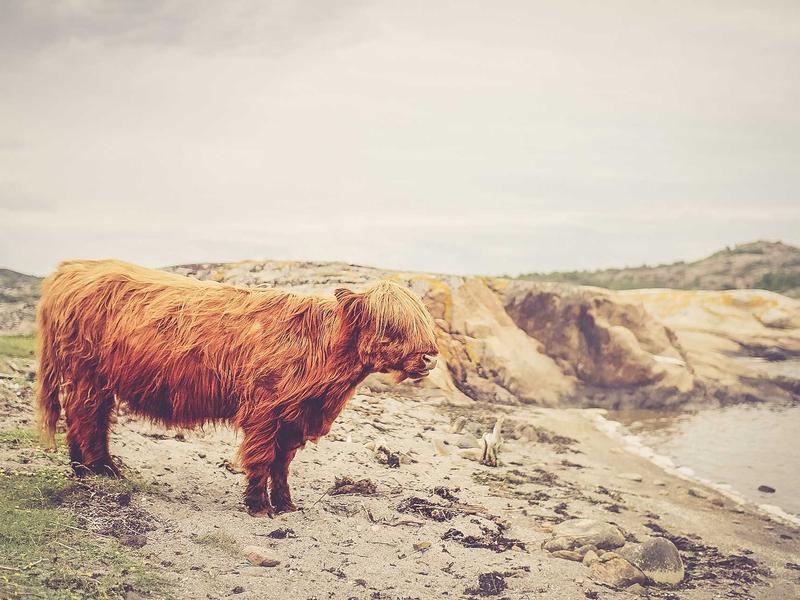 Memphis, United States